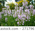 Lythrum 271796