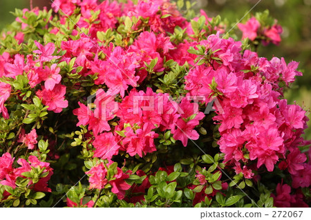 cheerful, sunshiny, vibrant 272067