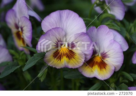 cheerful, sunshiny, vibrant 272070