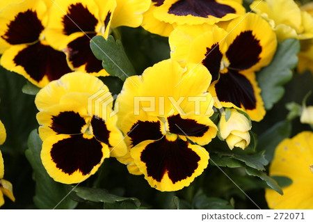 cheerful, sunshiny, vibrant 272071
