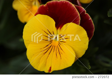 cheerful, sunshiny, vibrant 272072