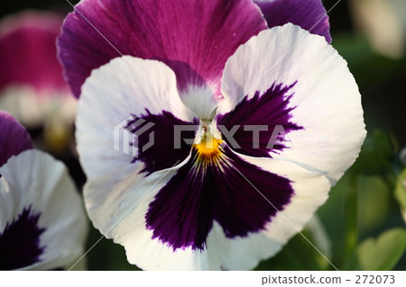 cheerful, sunshiny, vibrant 272073