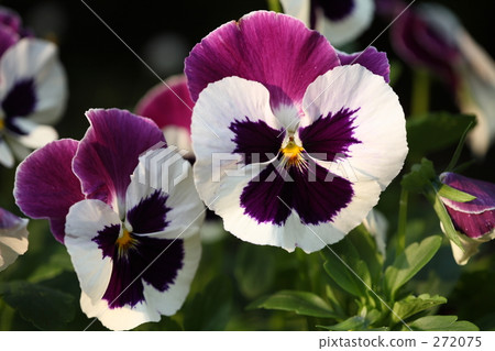 cheerful, sunshiny, vibrant 272075