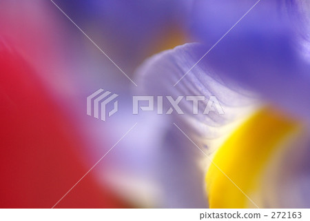 Flower · macro -29 Flower · macro -29 272163