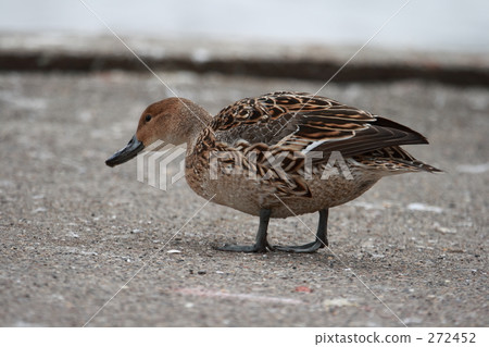 羅紋鴨 272452
