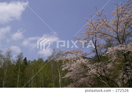 Cherry blossoms on the mountains on a sunny day Cherry blossoms on the mountains on a sunny day 272526