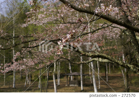 Cherry blossoms on the plateau that started to crumble 272570