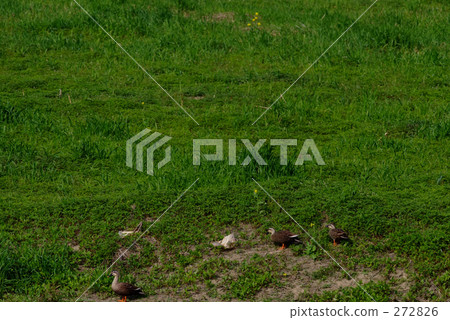 Birds paradise Birds paradise 272826