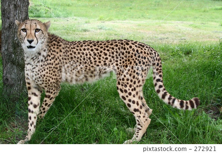  Cheetah 272921