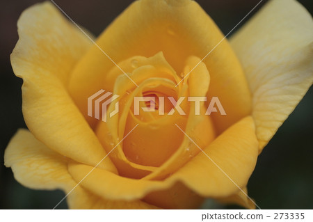 花 273335