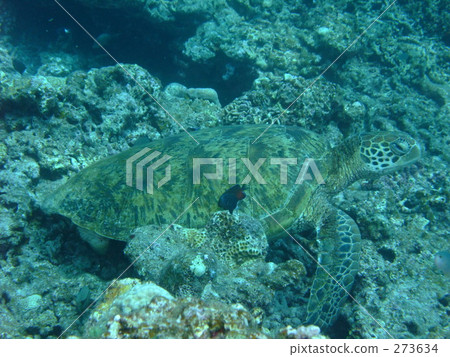 Green turtle 2 273634
