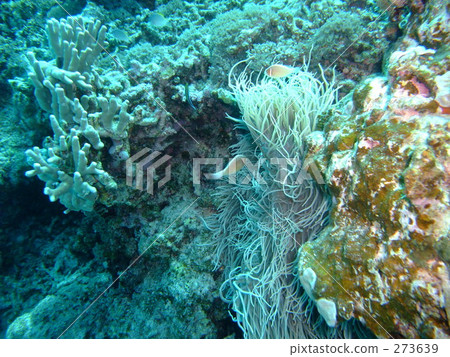 A couple of an anemonefish 273639