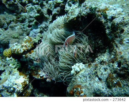 Hana navy bluefin tuna and whitening coral 273642