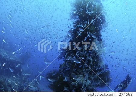 sunken ship, wreckage, underwater photograph 274568