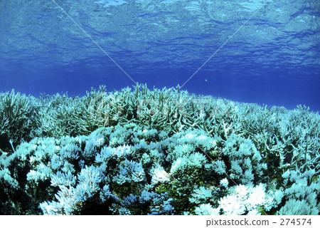 軟珊瑚 水下照片 珊瑚 274574