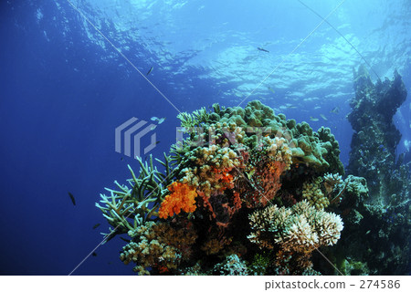 soft coral, underwater photograph, coral 274586