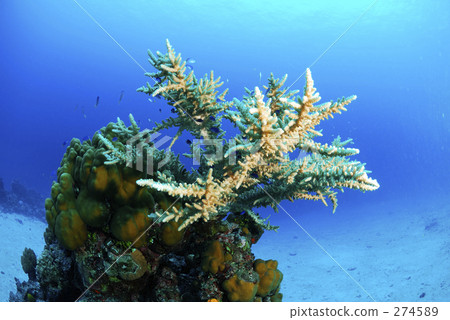 underwater photograph, coral, dip 274589