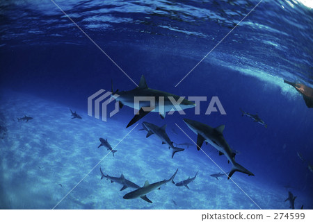鯊魚 水下照片 水生生物 274599