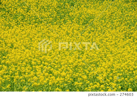 Rape blossoms Rape blossoms 274603