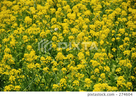 Rape blossoms Rape blossoms 274604