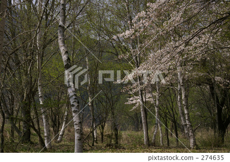 Cherry blossoms started to bloom in the white birch forest Cherry blossoms started to bloom in the white birch forest 274635