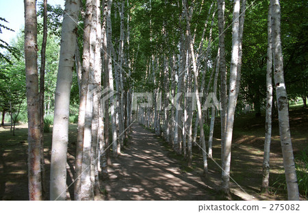 hokkaido, white birch 275082