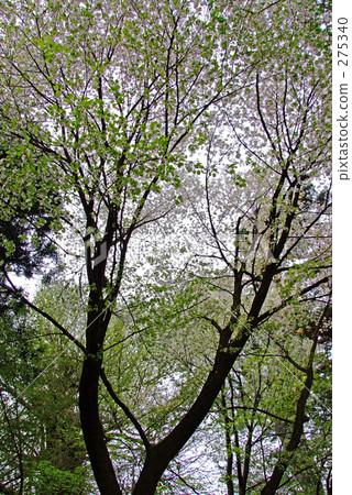 Kasumi cherry tree 275340