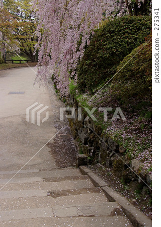 Sakura no Micho Sakura no Micho 275341