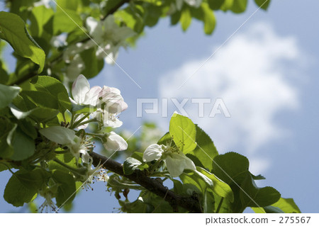 Apple flower Apple flower 275567