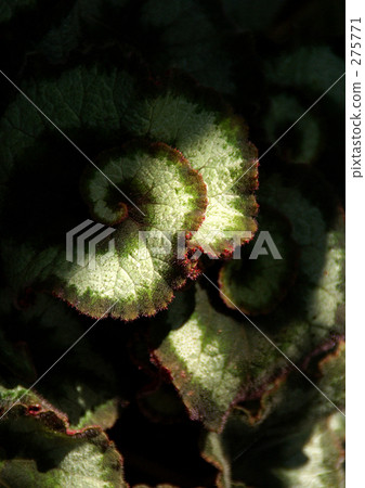 Rex Begonia Escargot 275771