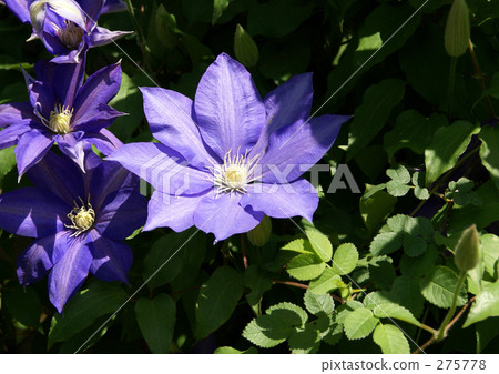 熟食店 熟食店 275778