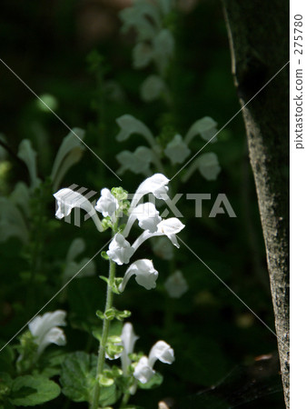 黃芩 黃芩 275780