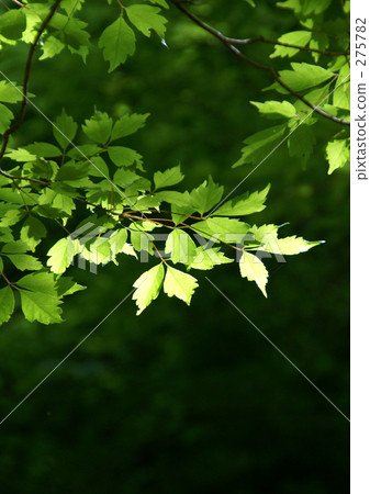 春楓 275782