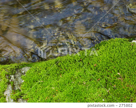 Origin of moss Origin of moss 275802