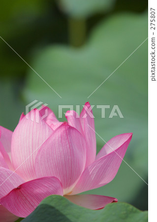 Lotus _ 001 275807