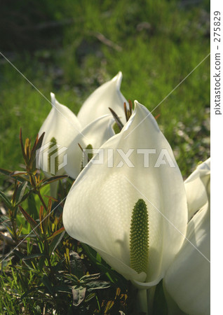 Backlight Mizubashi 275829