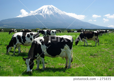 牛和富士山 275835