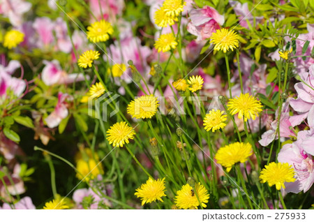 may, yellow flower, dandelion 275933