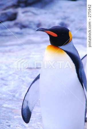Penguin 275942