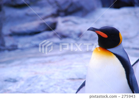 Penguin 275943