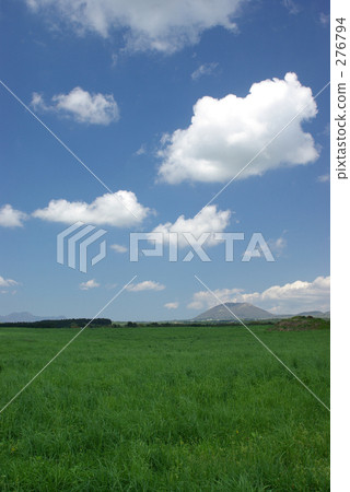 蜘蛛(垂直構圖) 蜘蛛(垂直構圖) 276794