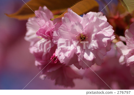 Double cherry blossoms in full bloom 276797