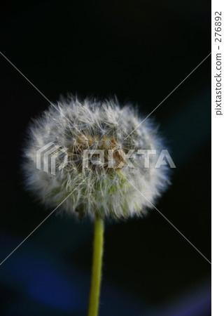 dandelion 276892