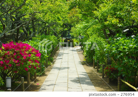 五月 5月 紅花 276954