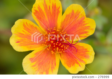 馬齒ula 馬齒ula 276999