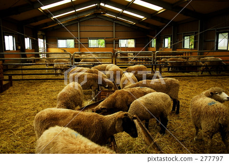 羊皮 277797
