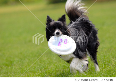 Border 12 Frisbee dog 277846