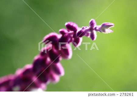 Amethyst Sage _ 001 278261
