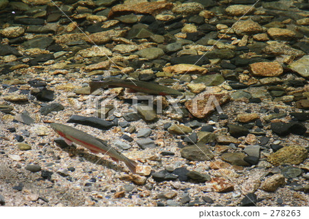 Clear flow fish Clear flow fish 278263