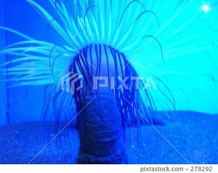 海蜇 海蜇 278292